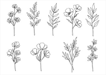 botanical one line art, continuous, vector illustration, isolated on white background