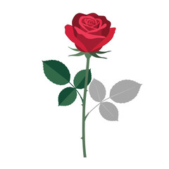 A vibrant red rose with green leaves and stem, perfect for any occasion. A classic flower for love, romance, and beauty.