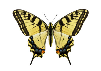 An Eastern Tiger Swallowtail butterfly, Papilio glaucus, with vibrant yellow and black striped wings fully spread, centered against a transparent background with copy space, showcasing scientific