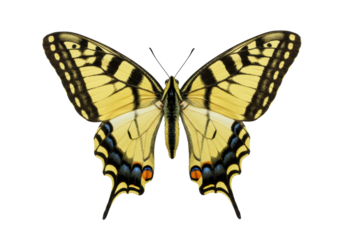 An Eastern Tiger Swallowtail butterfly, Papilio glaucus, with vibrant yellow and black striped wings fully spread, centered against a transparent background with copy space, showcasing scientific