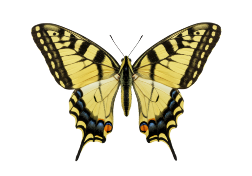 An Eastern Tiger Swallowtail butterfly, Papilio glaucus, with vibrant yellow and black striped wings fully spread, centered against a transparent background with copy space, showcasing scientific