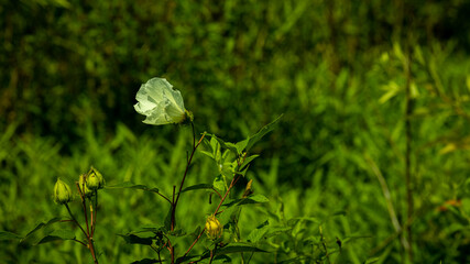 Pretty flower in the early morning.