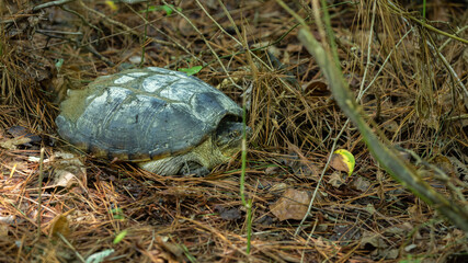 Turtle in the woods near the road.