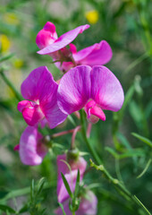 Beautiful close-up of lathyrus linifolius