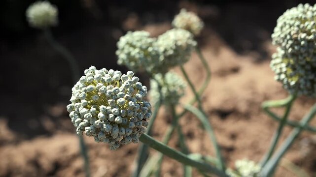Onion flower heads growing on dry soil