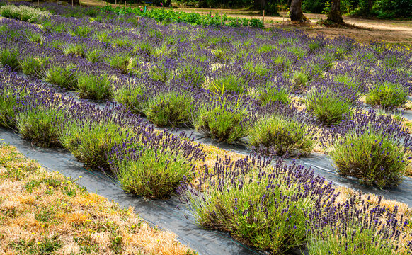 Shelton Lavender Field 2