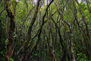 Dense Forest Landscape with Moss-Covered Trees and Verdant Surroundings
