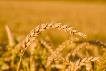 close-up of a ripe ear of wheat growing in an agricultural field, captured in natural light	
