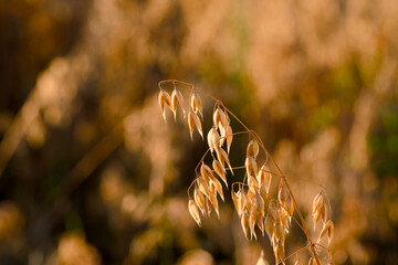 ear of oats in the evening sunlight close-up with blurred background	

