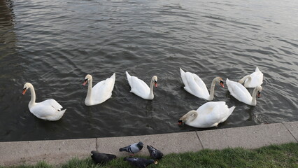 White swans swimming in the lake. White swans s