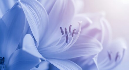 Fototapeta premium Close-up view of a delicate, pastel-colored lily flower blooming with soft petals.