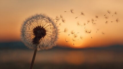 Naklejka premium Dandelion seedhead at sunset