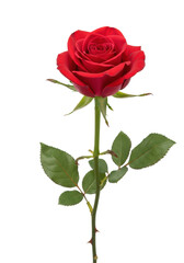 Naklejka premium A single, vibrant red rose in full bloom with unfurled petals, lush green leaves, and a thorny stem, elegantly isolated against a transparent background with copy space, no shadows, concept of