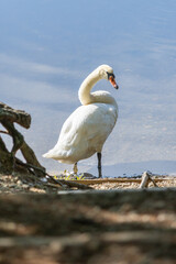 Adult Mute Swan on Lakeshore