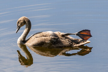 Single Cygnet Swimming in a Pond