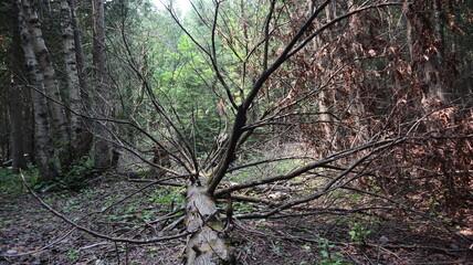 Fototapeta premium Fallen tree with thick, sprawling branches reaching outward like twisted limbs. It lies across leaf covered terrain. Sunlight trickles through the canopy casting highlights on the forest floor
