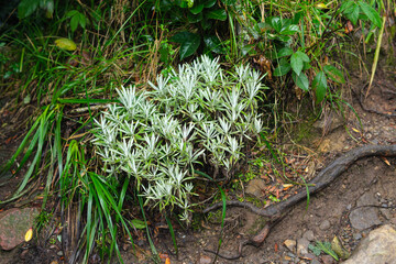 Wild Edelweiss Plant Among Green Vegetation in Natural Forest Environment