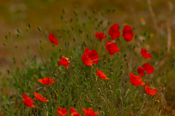 A vibrant bunch of bright red flowers is currently blossoming beautifully in the lush green grass, adding color and life to the area