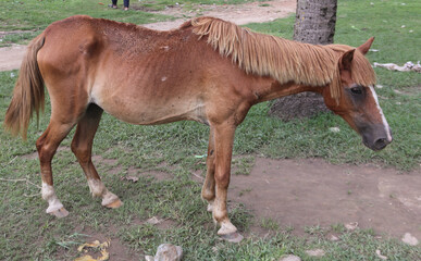 Fototapeta premium A brown horse with light mane and tail standing in a grassy area