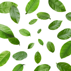 Citrus plant leaves in air against white background