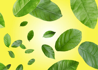 Citrus plant leaves in air against yellow background