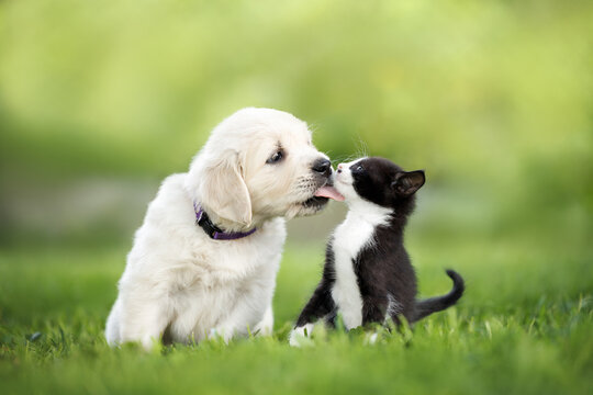 cute golden retriever puppy kisses a kitten outdoors in summer