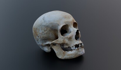 Skull, Bones, Head Parts, 3D Illustration