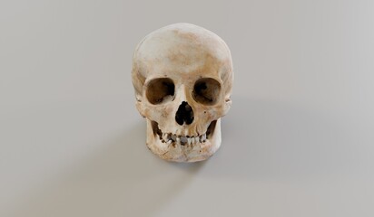 Skull, Bones, Head Parts, 3D Illustration