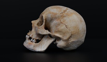 Fototapeta premium Skull, Bones, Head Parts, 3D Illustration