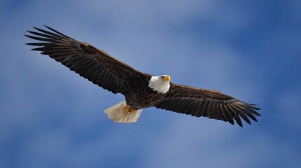 Naklejka premium Majestic bald eagle soaring in vibrant blue sky (1)
