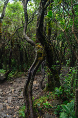 Lush Forest Scene with Twisted Trees Along a Rocky Pathway