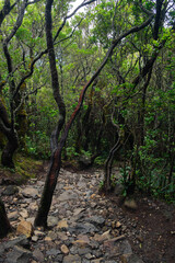 Nature Trail Through a Dense Forest With Twisting Trees and Rocky Path