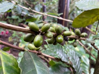 Close-Up of Ripe Coffee Cherries on the Branch