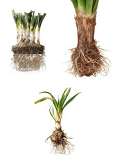 Three plant roots with soil isolated on transparent background, displaying the natural growth and organic structure