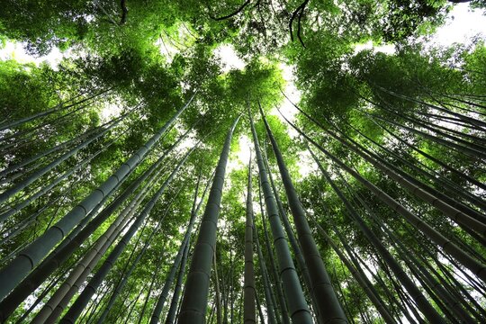 Upward view of dense bamboo forest with sunlight filtering through green leaves