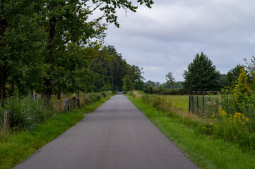 Narrow asphalt road leading through green meadow in gelderland, netherlands