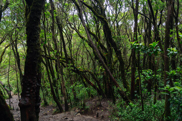 Lush Green Forest with Moss-Covered Trees and Dense Vegetation