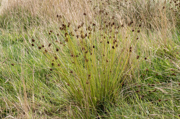 Juncus effusus soft rush growing in meadow in gelderland, netherlands