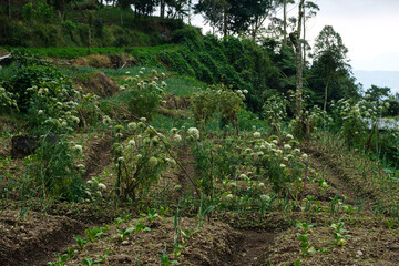 Lush Agricultural Field With Flowering Plants in a Scenic Countryside