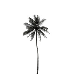 Monochromatic palm tree silhouette