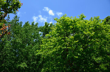 夏の樹木　木　公園