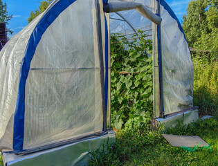 A cucumber greenhouse filled with thriving plants under the summer sun.