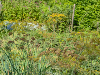 Vibrant dill plants thrive in a sunny garden, showcasing their delicate beauty in a natural setting.