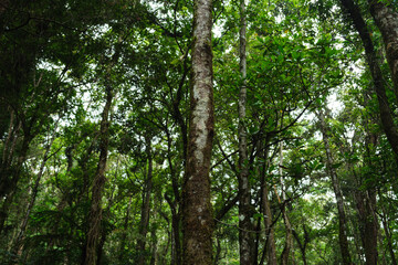Lush Green Forest with Tall Trees and Vibrant Foliage in Natural Lighting