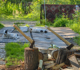 Two axes stand in wooden stumps with two dogs relaxing in a sunny yard.