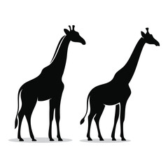 Fototapeta premium Silhouette of Two Giraffes Standing Tall Together in African Savannah Landscape