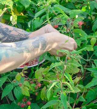 Person picking fresh, ripe raspberries from a lush green bush in a garden during summertime.