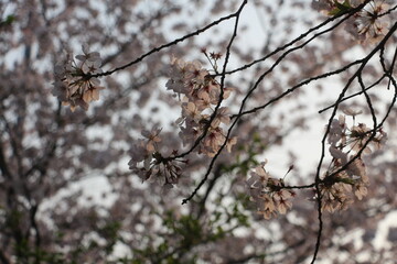Under the cherry blossom tree