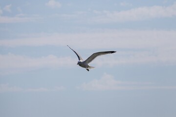 seagull in the sky