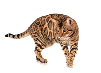 bengal cat in studio